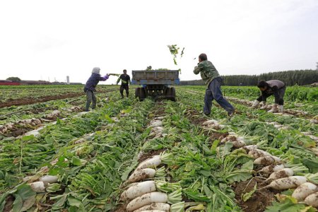 Foto de LUANNAN COUNTY, China - October 14, 2017: Farmers are harvesting turnips in the field on a farm, LUANNAN COUNTY, Hebei Province, China - Imagen libre de derechos