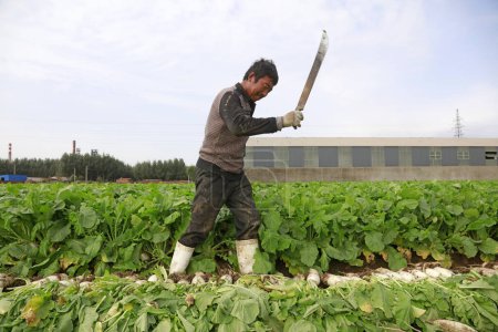Foto de LUANNAN COUNTY, China - October 14, 2017: Farmers are harvesting turnips in the field on a farm, LUANNAN COUNTY, Hebei Province, China - Imagen libre de derechos