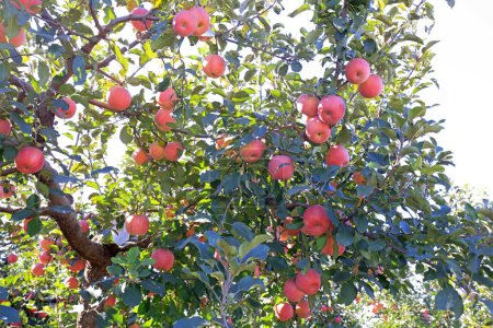 Téléchargez les photos : Dwarf red Fuji apple in a farm, Chin - en image libre de droit