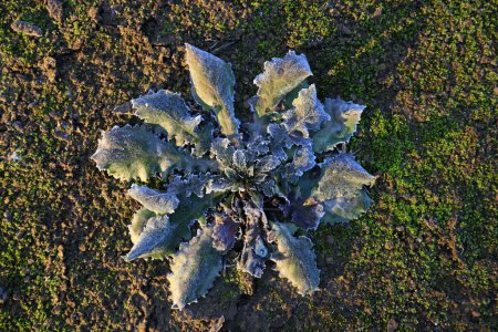 Foto de Frosty weeds in the fields - Imagen libre de derechos