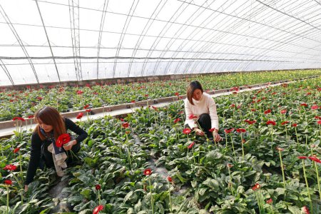 Téléchargez les photos : Luannan County - November 21, 2017: two women are picking chrysanthemums from Africa, in greenhouses, Luannan, Hebei, Chin - en image libre de droit