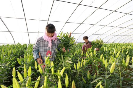 Photo for Luannan County - December 13, 2017: flower grower picking lily in a plantation, Luannan County, Hebei Province, Chin - Royalty Free Image