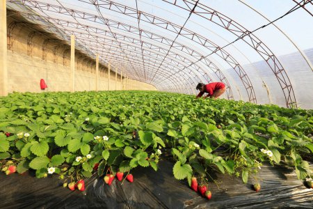 Photo for Luannan County - December 20, 2017: women workers busy in the strawberry sheds, Luannan, Hebei, China, Chin - Royalty Free Image