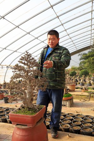 Téléchargez les photos : Luannan County - December 21, 2017: a gardener looking at bonsai in the garden, Luannan, Hebei, Chin - en image libre de droit