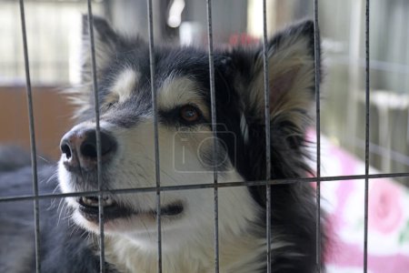 Téléchargez les photos : Alaska chien de traîneau dans une cage - en image libre de droit