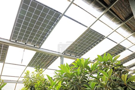 Foto de Loquat en Solar fotovoltaico verde - Imagen libre de derechos