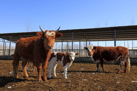 Téléchargez les photos : Bovins de boucherie dans une ferme - en image libre de droit