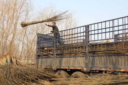 Foto de Condado de Luannan - 22 de marzo de 2018: los agricultores están descargando camiones, condado de luannan, provincia de hebei, China - Imagen libre de derechos