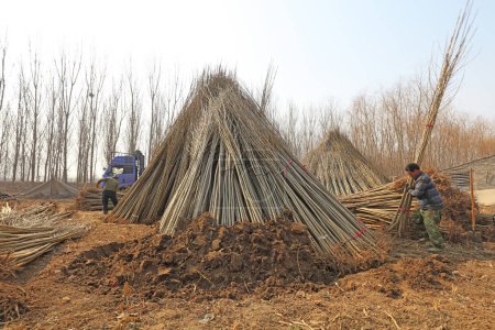 Foto de Condado de Luannan - 22 de marzo de 2018: los agricultores cultivan los plantones, llevan a cabo el mantenimiento temporal, condado de Luannan, provincia de Hebei, China - Imagen libre de derechos