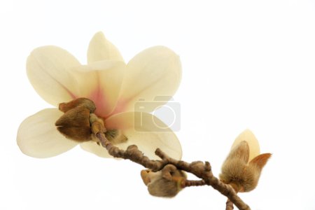 Photo for Magnolia flower in a white backgroun - Royalty Free Image
