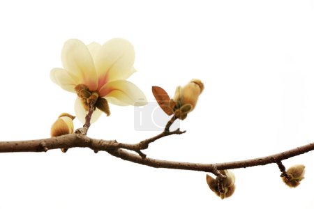 Photo for Magnolia flower in a white backgroun - Royalty Free Image