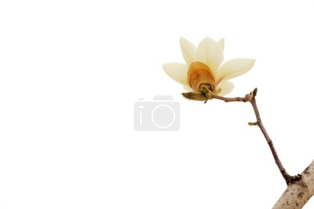 Téléchargez les photos : Magnolia fleur dans un fond blanc - en image libre de droit