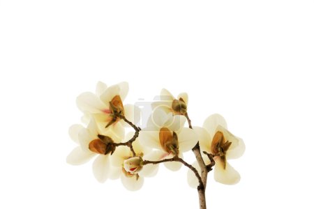 Téléchargez les photos : Magnolia fleur dans un fond blanc - en image libre de droit