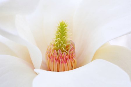 Foto de Magnolia flor en un fondo blanco - Imagen libre de derechos