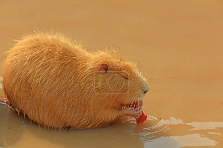 Photo for Beavers in the zoo - Royalty Free Image