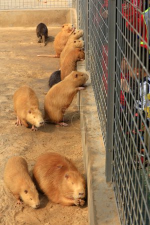 Téléchargez les photos : Castors dans le zoo - en image libre de droit