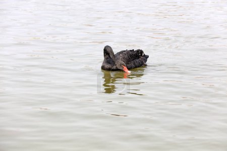 Photo for Black Swan swims on the water in a park, China - Royalty Free Image