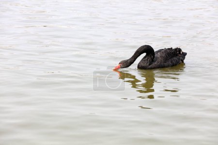 Téléchargez les photos : Cygne noir nage sur l'eau dans un parc, Chine - en image libre de droit
