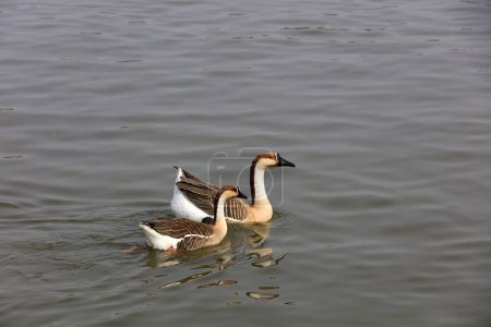 Photo for Geese swim in the water of a park, China - Royalty Free Image