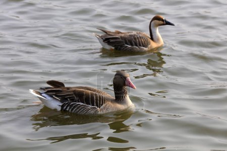 Téléchargez les photos : Oies grises nagent dans l'eau du parc, Chine - en image libre de droit