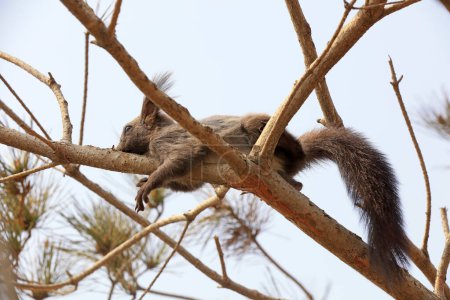 Téléchargez les photos : Les écureuils vivent insouciants dans les parcs, Chine - en image libre de droit