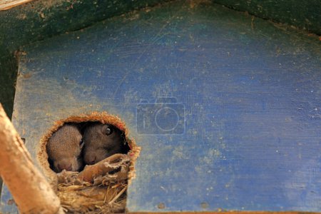 Téléchargez les photos : Les écureuils vivent insouciants dans les parcs, Chine - en image libre de droit
