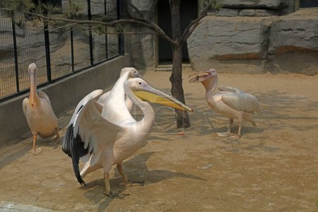 Photo for Pink pelican in the park - Royalty Free Image