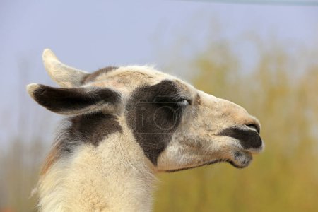 Téléchargez les photos : Gros plan de tête de chameau, Chine - en image libre de droit