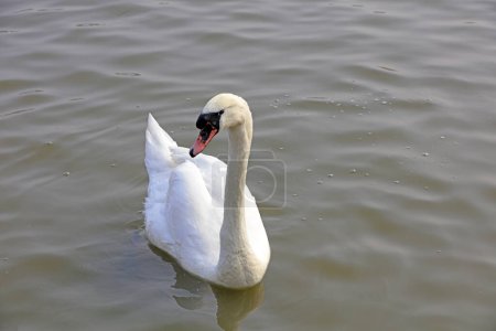 Téléchargez les photos : Verrucosa Swan nage sur l'eau dans un parc, Tangshan, Chine, Chine - en image libre de droit