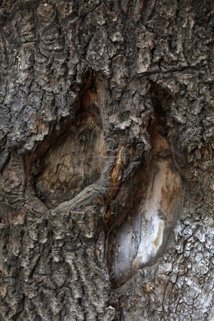 Téléchargez les photos : La texture de l'écorce du vieil arbre Sophora - en image libre de droit