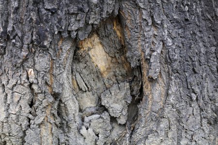 Téléchargez les photos : La texture de l'écorce du vieil arbre Sophora - en image libre de droit