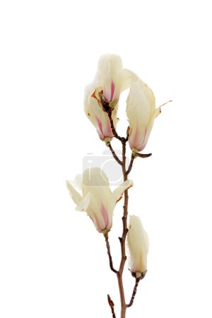 Foto de Magnolia flor cubierta de hielo y sno - Imagen libre de derechos
