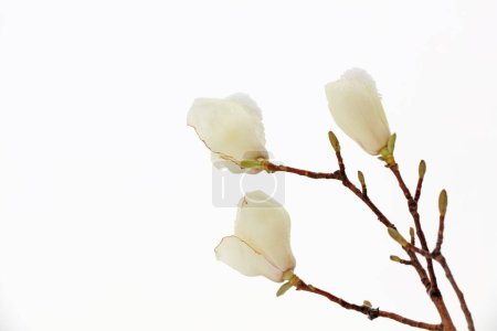 Téléchargez les photos : Magnolia fleur Couvert de glace et de sno - en image libre de droit
