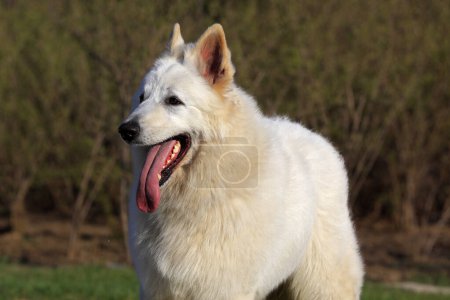 Photo for White German Shepher closeup of photo - Royalty Free Image