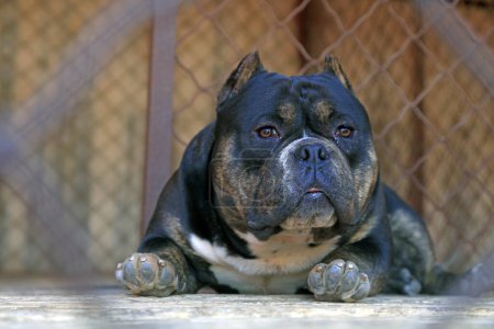 Téléchargez les photos : Bully pitbull Gros plan photo - en image libre de droit