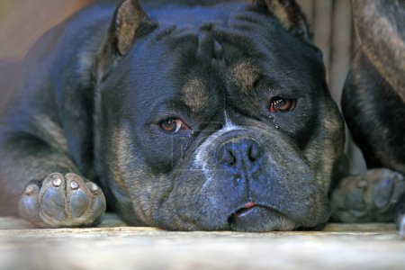 Téléchargez les photos : Bully pitbull Gros plan photo - en image libre de droit