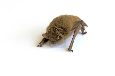 Téléchargez les photos : Chauves-souris sur fond blanc - en image libre de droit