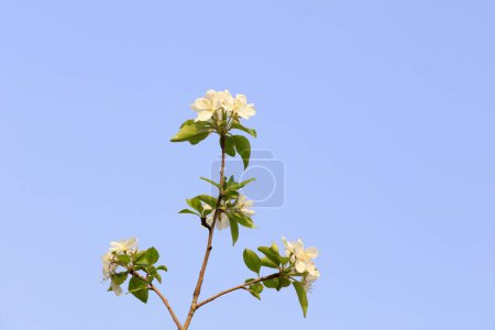 Photo for Begonia blooms in a garden, North China - Royalty Free Image