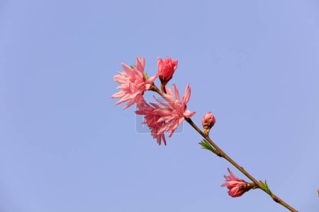 Téléchargez les photos : Fleurs de rosacées en fleurs dans le jardin, Chine du Nord - en image libre de droit