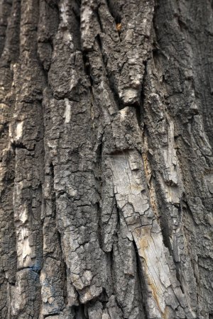 Photo for Close up of old bark - Royalty Free Image