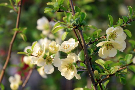 Téléchargez les photos : Floraison Fleurs de Bégonia fleurissent dans un jardin botanique, Chine du Nord - en image libre de droit