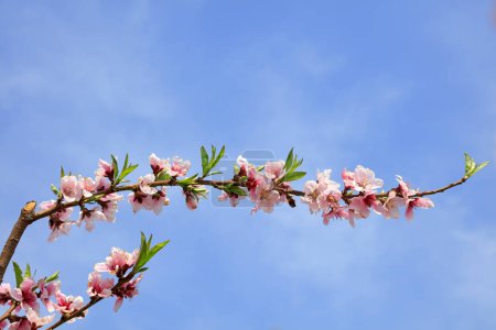 Téléchargez les photos : Fleurs de pêche dans le ciel bleu - en image libre de droit