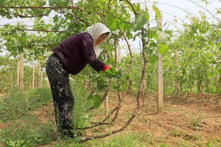Téléchargez les photos : Comté de Luannan - 8 mai 2018 : les agriculteurs travaillent dans les vignobles, Luannan, Hebei, Chine - en image libre de droit