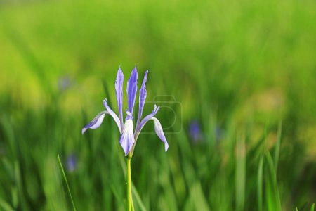 Foto de La flor del iris está en el campo - Imagen libre de derechos