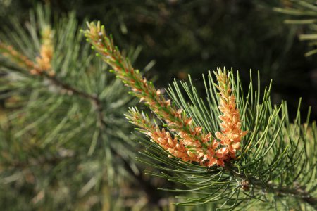 Foto de Flores de pino en la naturaleza - Imagen libre de derechos