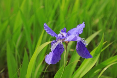 Téléchargez les photos : Iris fleur est dans le champ - en image libre de droit