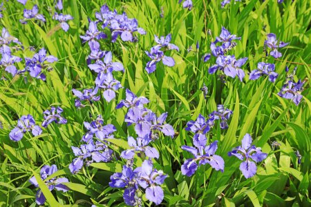 Foto de La flor del iris está en el campo - Imagen libre de derechos