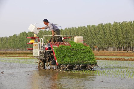 Foto de Condado de Luannan - 14 de mayo de 2018: trasplante mecanizado de arroz, Condado de Luannan, Hebei, Chin - Imagen libre de derechos