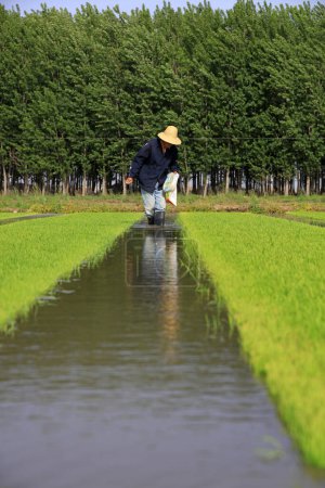 Foto de Condado de Luannan - 14 de mayo de 2018: fertilización agrícola para plántulas de arroz, Condado de Luannan, Hebei, China - Imagen libre de derechos