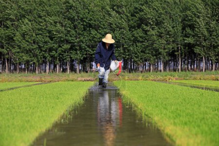 Foto de Condado de Luannan - 14 de mayo de 2018: fertilización agrícola para plántulas de arroz, Condado de Luannan, Hebei, China - Imagen libre de derechos
